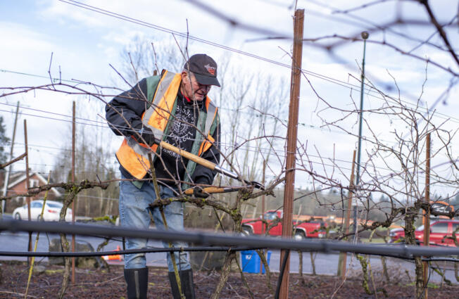Ridgefield Mayor Ron Onslow trims back grape vines Tuesday at the Pioneer Street and South 56th Place roundabout in Ridgefield. In a good year, a roundabout produces 20 cases of wine.