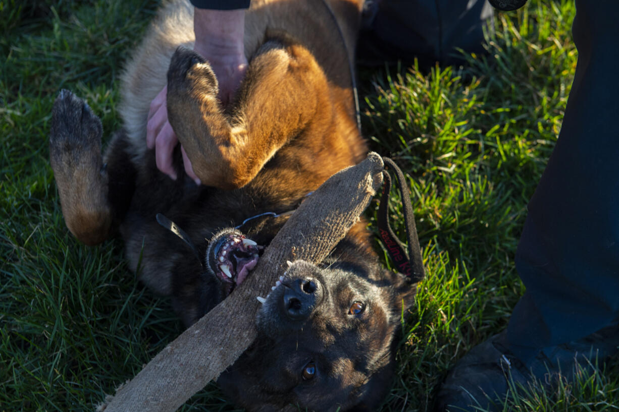 Vancouver police dog Remi, 4, gets some playtime and a little love following his training session Wednesday at Hockinson Meadows Community Park. Remi was previously employed with the Skamania County Sheriff&rsquo;s Office before his handler there left the agency and he joined Vancouver police.
