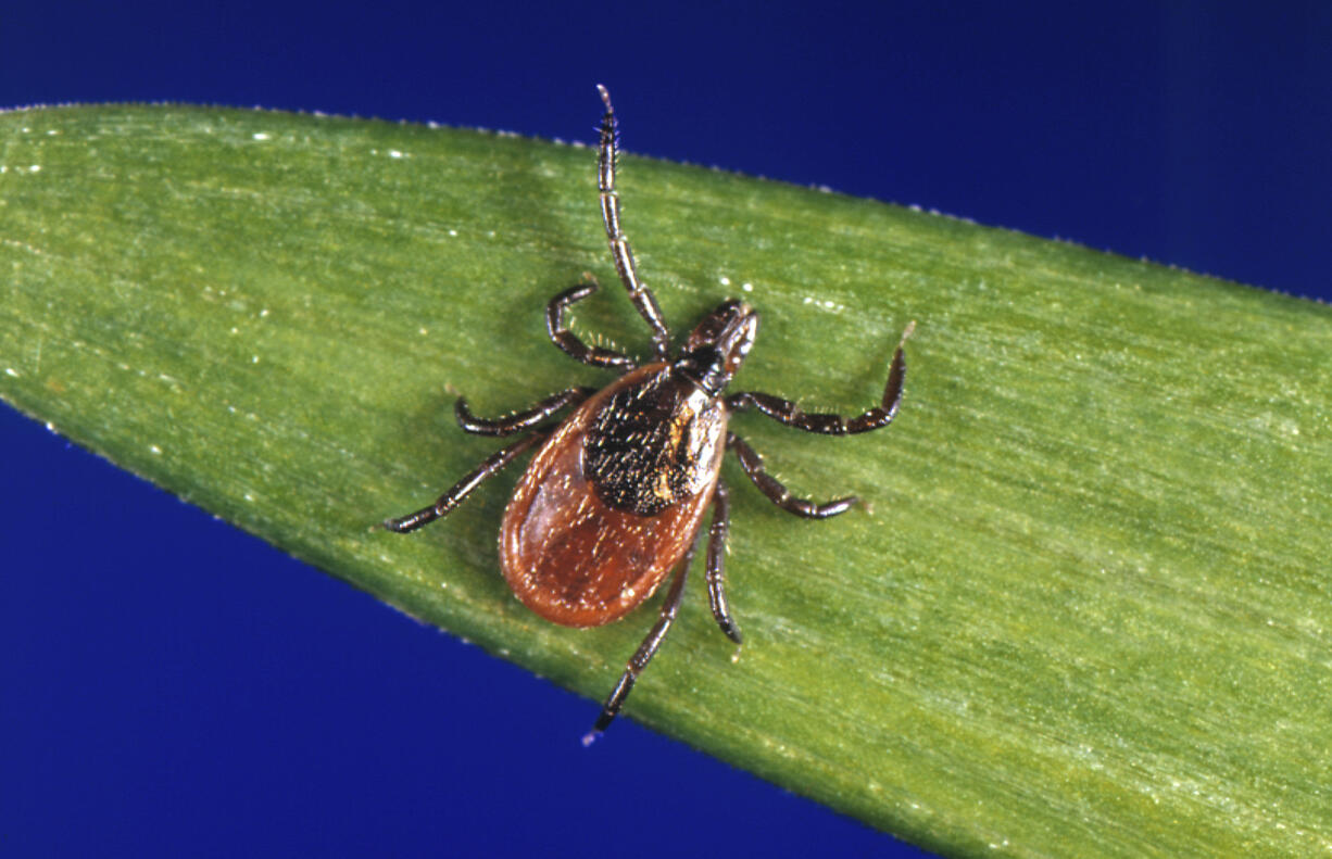 This undated file photo provided by the U.S. Centers for Disease Control and Prevention (CDC) shows a blacklegged tick, also known as a deer tick, a carrier of Lyme disease. U.S. Lyme disease cases jumped nearly 70% in 2022, according to a report released by the Centers for Disease Control and Prevention on Thursday, Feb. 15, 2024. But health officials say it’s due to a change in reporting requirements, and not an explosion of new infections.