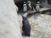 One-year old African penguin chick Ozzie, foreground, sits in the California Academy of Sciences penguin exhibit in San Francisco, Thursday, Feb. 8, 2024. The museum in San Francisco&rsquo;s Golden Gate Park has a bounty of African penguin chicks after 10 hatched in just over a year as part of an effort to conserve the endangered bird.