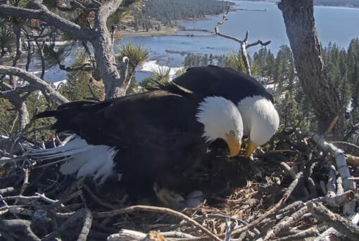 In this remote camera image released by Friends of Big Bear Valley, are a pair of bald eagles standing over eggs in a nest atop a tree overlooking Big Bear Lake in the San Bernardino Mountains in southern Calif., Thursday Feb. 29, 2024. Three bald eagle chicks could emerge this week from eggs laid in the nest. A nest camera set up by Friends of Big Bear Valley monitors the eagles and draws lots of views from eagle enthusiasts.