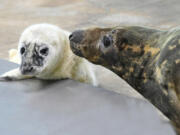 This recent image provided by the Brookfield Zoo shows a male grey seal pup and his mother at the Brookfield Zoo in Brookfield, Ill. Zoo officials say a grey seal found stranded and blind more than a decade ago on an island in Maine has given birth at the Chicago-area zoo and is now &ldquo;a very attentive mother&rdquo; to her newborn.