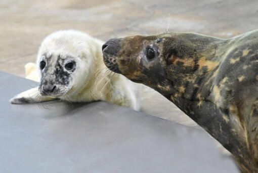 This recent image provided by the Brookfield Zoo shows a male grey seal pup and his mother at the Brookfield Zoo in Brookfield, Ill. Zoo officials say a grey seal found stranded and blind more than a decade ago on an island in Maine has given birth at the Chicago-area zoo and is now &ldquo;a very attentive mother&rdquo; to her newborn.