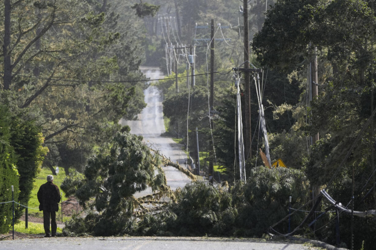 A man looks toward a fallen tree and power lines blocking a road in Pebble Beach, Calif., Sunday, Feb. 4, 2024.