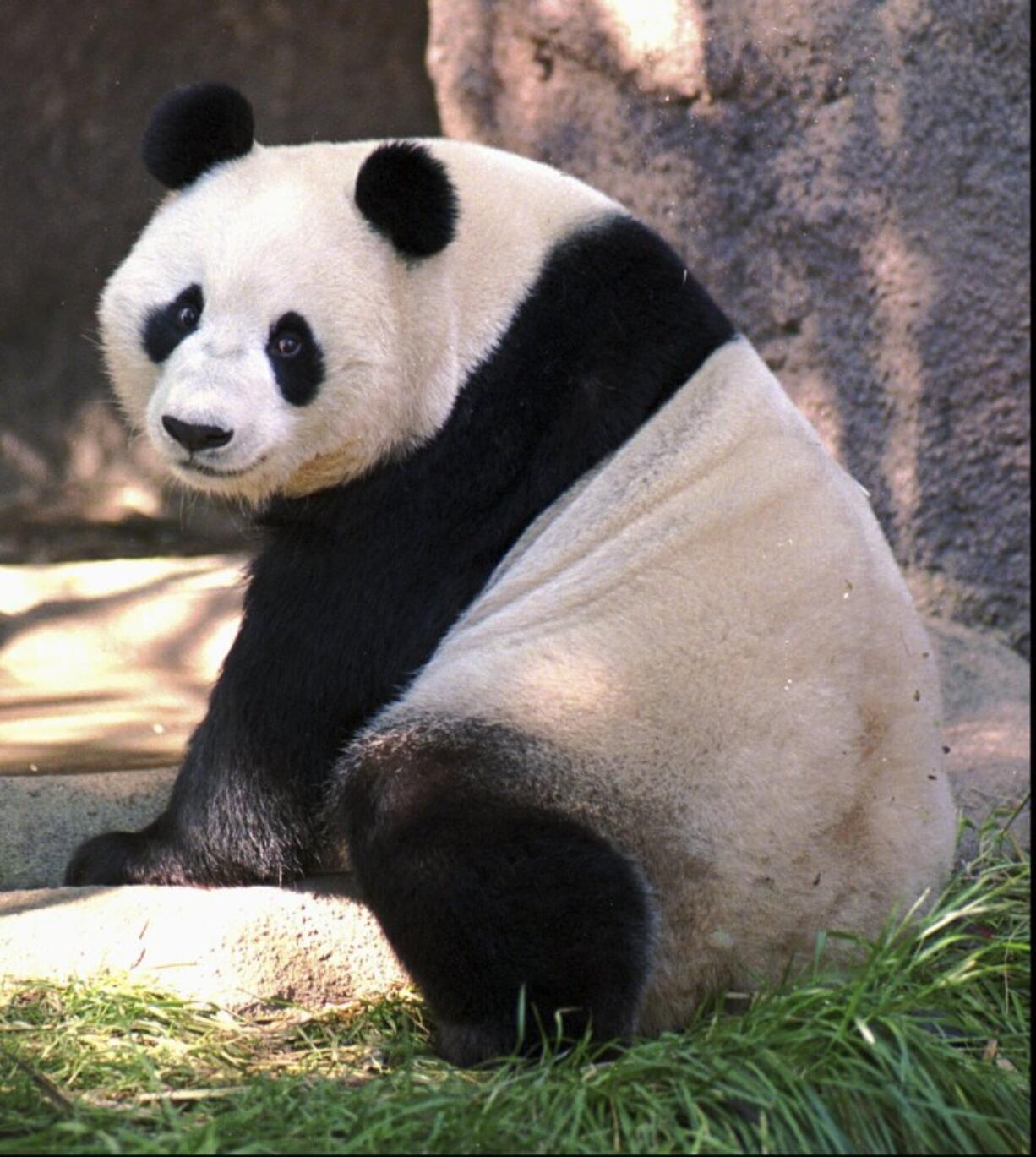 FILE--Bai Yun, one of two giant pandas on exhibit at the San Diego Zoo, looks towards the crowd on Nov. 1, 1996, in San Diego. China is working on sending a new pair of giant pandas to the San Diego Zoo, renewing its longstanding gesture of friendship toward the United States after nearly all the iconic bears in the U.S. were returned to the Asian country in recent years amid rocky relations between the two nations. San Diego sent back its last pandas to China in 2019.