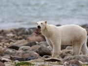 A male polar bear eats a piece of whale meat Aug. 23, 2010, as it walks along the shore of Hudson Bay near Churchill, Manitoba. With Arctic sea ice shrinking from climate change, many polar bears have to shift their diets to land during parts of the summer, a new study suggests.