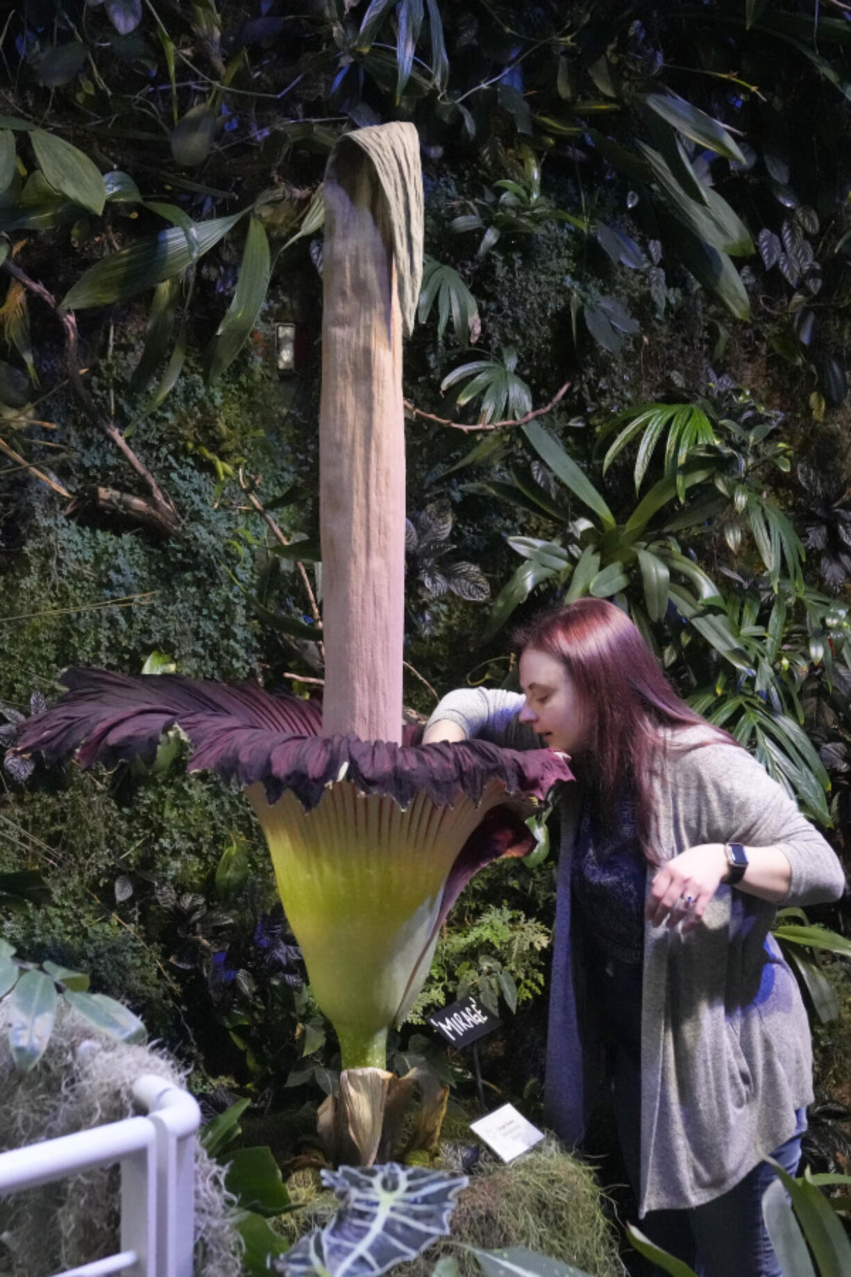 California Academy of Sciences staff member Sterling Balice takes a photo inside a corpse flower in bloom at the Academy&rsquo;s Osher Rainforest in San Francisco, Wednesday, Feb. 28, 2024.