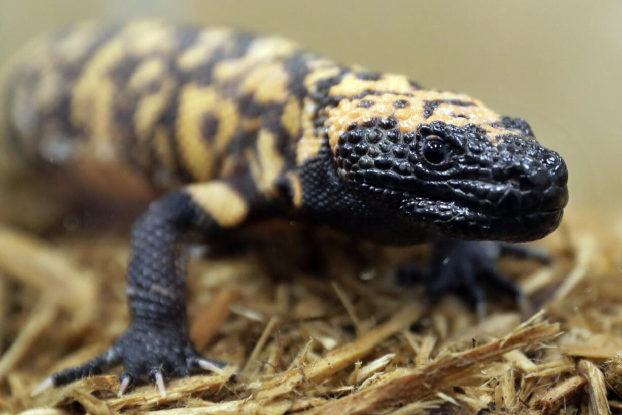 FILE - A Gila monster is displayed at the Woodland Park Zoo in Seattle, Dec. 14, 2018. A 34-year-old Colorado man has died on Friday, Feb. 16, 2024, after being bitten by his pet gila monster in a very rare occurrence. Gila monster bites are often painful to humans, but normally aren&rsquo;t deadly, experts say. (AP Photo/Ted S.