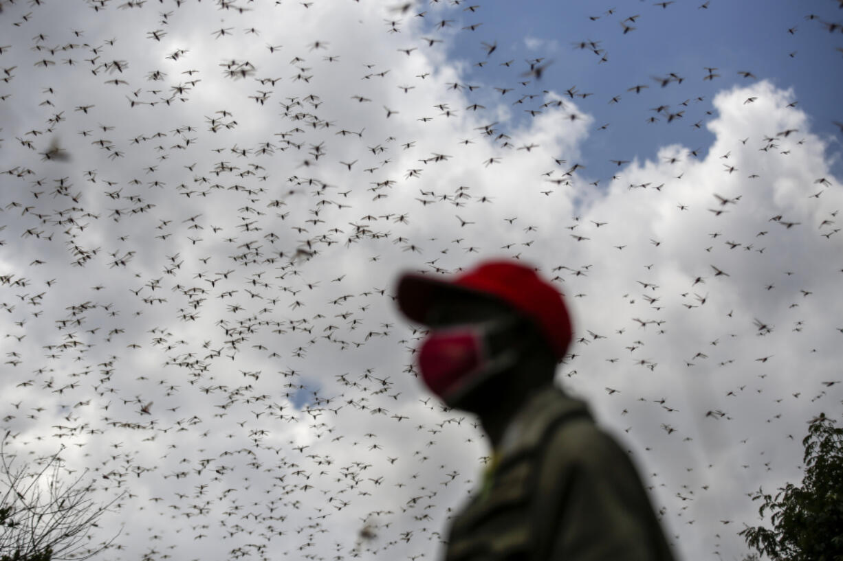 A farmer watches swarms of desert locusts that invaded his farm in Elburgon, Kenya, March 17, 2021. Extreme wind and rain may lead to bigger and worse desert locust outbreaks, with human-caused climate change likely to intensify the weather patterns and cause higher outbreak risks, a new study has found.