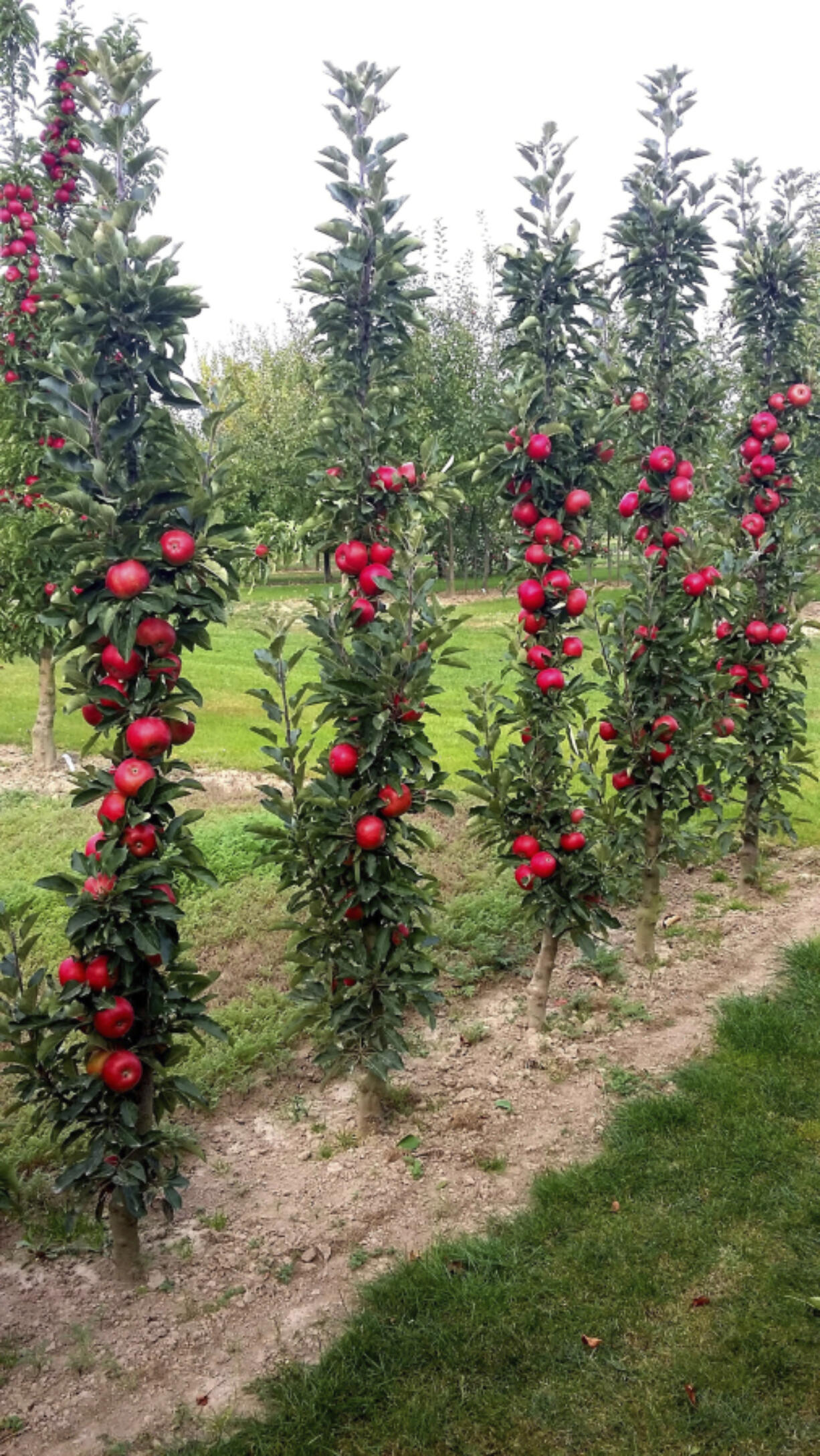 A narrow, columnar Fruit Snacks apple tree, a 2024 plant introduction well-suited for small gardens and containers. Peach trees usually produce fruit within two to four years.