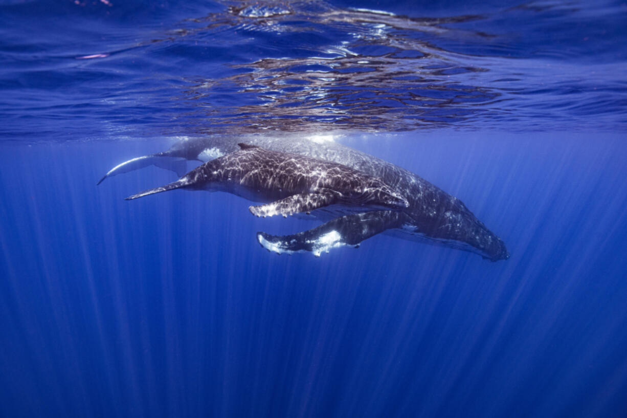 A humpback whale and her calf in Papeete, French Polynesia in September 2022. Humpbacks are known to compose elaborate songs that travel across oceans and whale pods.