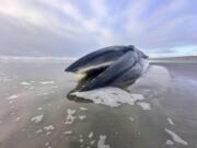A 46-foot-whale is seen washed ashore on Monday, Feb. 12, 2024, on Sunset Beach State Park in Clatsop County, Ore.