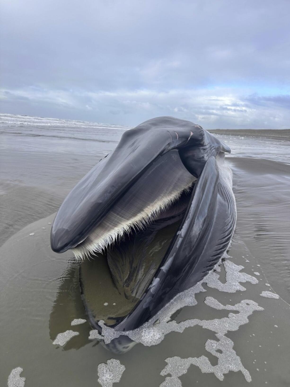 A 46-foot-whale is seen washed ashore on Monday, Feb. 12, 2024, on Sunset Beach State Park in Clatsop County, Ore.