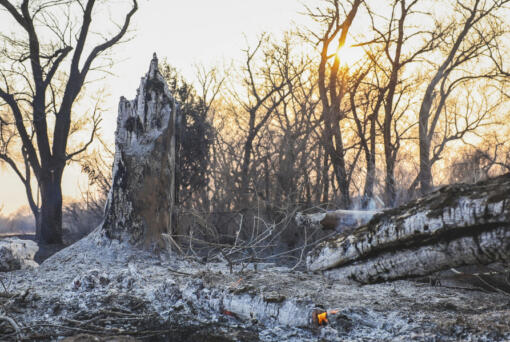 Charred tree trunks smolder after the Smokehouse Creek Fire burned through the area Wednesday, Feb. 28, 2024, in Canadian, Texas.