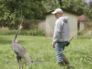 The white-naped crane Walnut and her keeper Chris Crowe walk in the grounds of her habitat at the Smithsonian&rsquo;s National Zoo in 2021. The crane, who fell for her keeper Crowe at the National Zoo, has died at age 42.