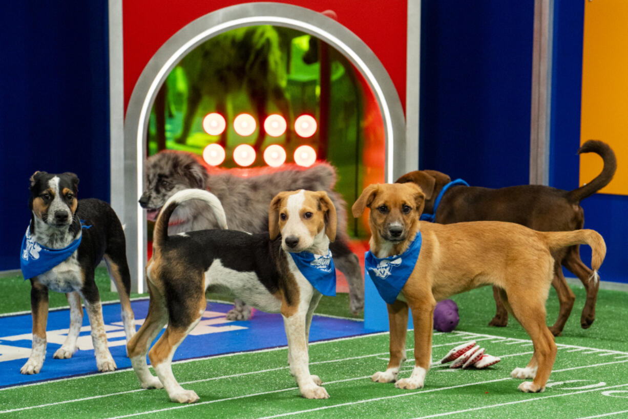 This image released by Animal Planet shows participants in &ldquo;Puppy Bowl XX,&rdquo; simulcasting on Animal Planet, Discovery Channel, Discovery+, TBS, TRUTV, and MAX before the Super Bowl on Sunday, Feb. 11.