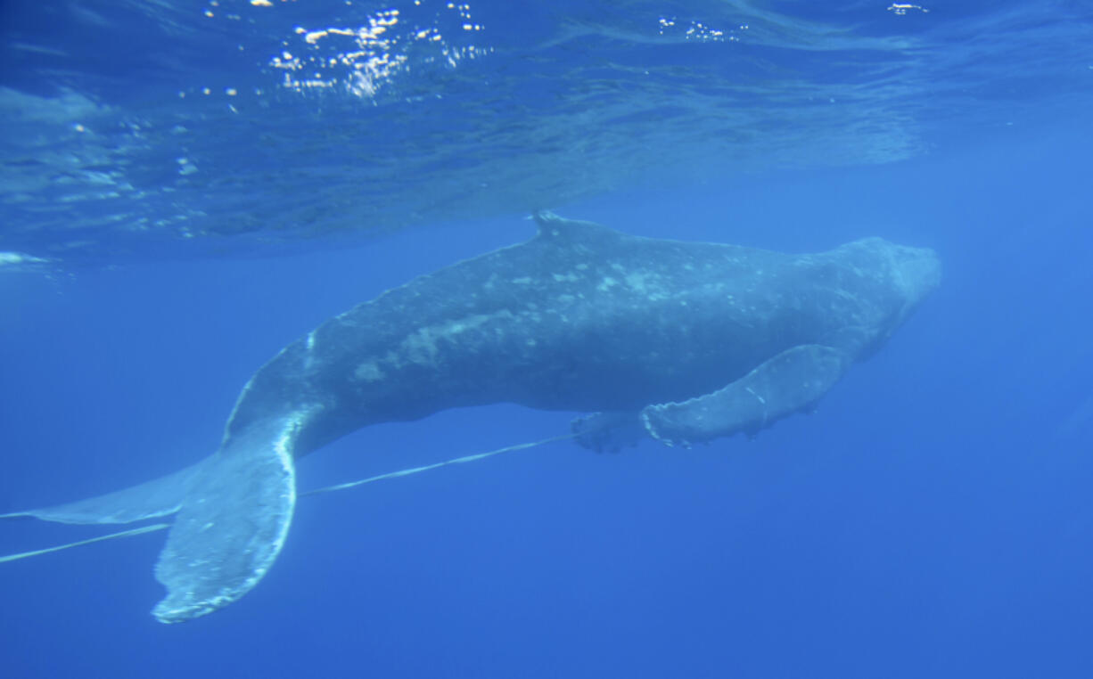 FILE - This Wednesday, March 6, 2019 photo provided by the NOAA Hawaiian Islands Humpback Whale National Marine Sanctuary shows an entangled subadult humpback whale that was freed of gear by a team of trained responders off Makena Beach, Hawaii. Nearly half of the world&rsquo;s migratory species are in decline, according to a new United Nations report released Monday, Feb. 12, 2024. Many songbirds, sea turtles, whales, sharks and migratory animals move to different environments with changing seasons and are imperiled by habitat loss, illegal hunting and fishing, pollution and climate change.