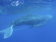 FILE - This Wednesday, March 6, 2019 photo provided by the NOAA Hawaiian Islands Humpback Whale National Marine Sanctuary shows an entangled subadult humpback whale that was freed of gear by a team of trained responders off Makena Beach, Hawaii. Nearly half of the world&rsquo;s migratory species are in decline, according to a new United Nations report released Monday, Feb. 12, 2024. Many songbirds, sea turtles, whales, sharks and migratory animals move to different environments with changing seasons and are imperiled by habitat loss, illegal hunting and fishing, pollution and climate change.