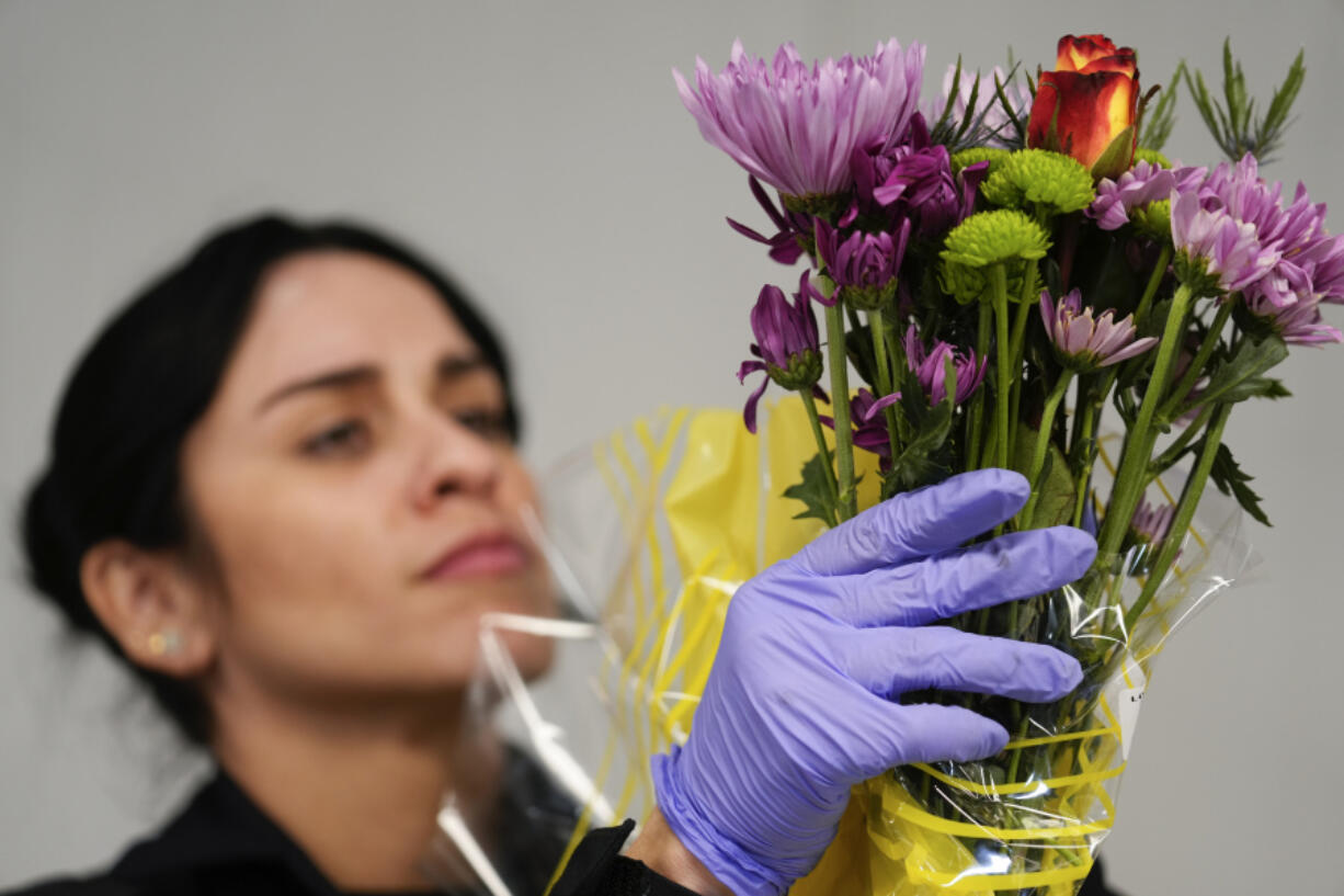 A U.S. Customs and Border Protection agriculture specialist examines a bunch of imported flowers for harmful pests, at Miami International Airport in Miami, Monday, Feb. 12, 2024. Roughly 90% of flowers imported to the U.S. pass through Miami&rsquo;s airport, most of them from South American countries including Colombia and Ecuador.