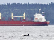 In this May 24, 2021, photo provided by Brittany Philbin taken from Me Kwa Mooks in Seattle shows an orca swimming in Puget Sound.