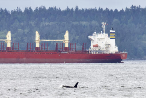 In this May 24, 2021, photo provided by Brittany Philbin taken from Me Kwa Mooks in Seattle shows an orca swimming in Puget Sound.