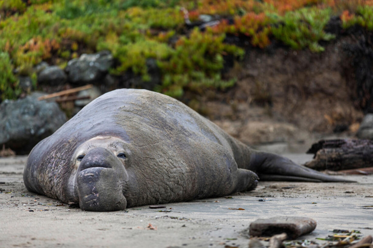 A bull elephant seal rests on the sand Dec. 13, 2019, at Drakes Beach in Inverness, Calif.