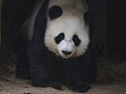 One of two twin giant pandas born in captivity at Zoo Atlanta.
