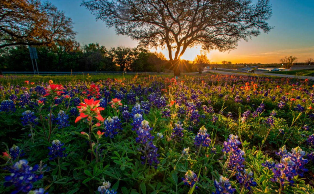 Many of the conditions that cultivate a robust wildflower season seem to be happening this year in Texas.