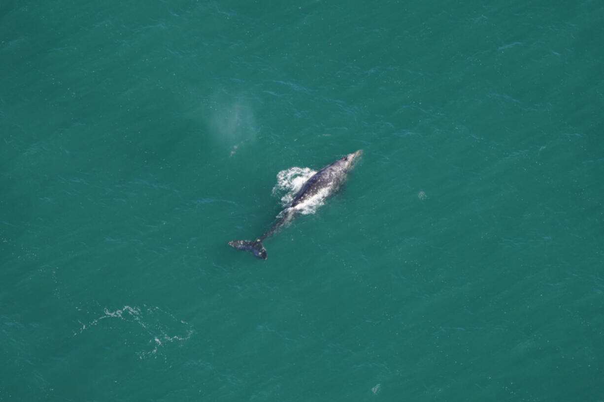 The New England Aquarium aerial survey team sighted a gray whale off the New England coast on March 1.