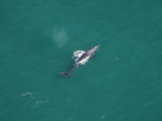The New England Aquarium aerial survey team sighted a gray whale off the New England coast on March 1.