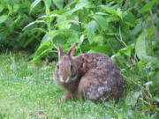 The Appalachian cottontail is very &ldquo;elusive&rdquo; because of its isolated populations in the mountains and its striking similarities to the Eastern cottontail rabbit, according to North Carolina wildlife officials.