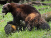 A new bill seeks to reintroduce wolverines to California&rsquo;s mountainous regions.