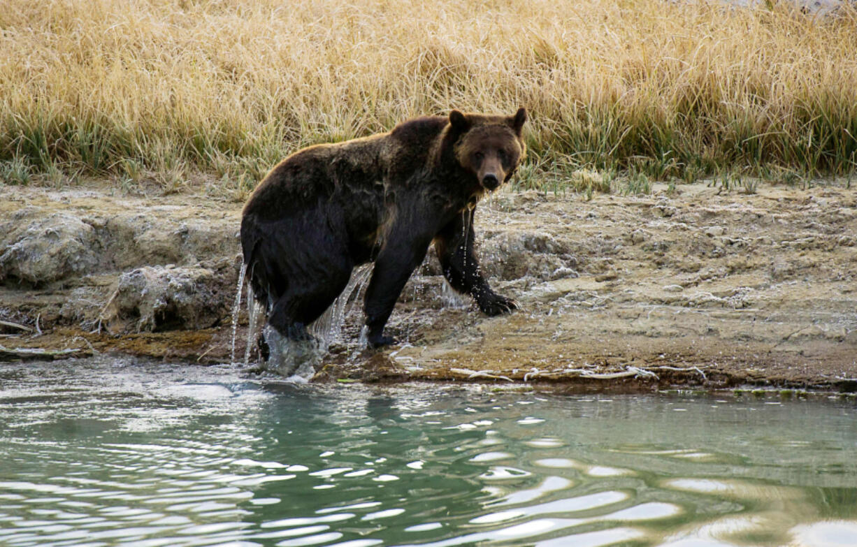 A proposal to reintroduce grizzly bears to part of Central Idaho has roiled tensions, with advocates saying the action is decades late and critics claiming it&Ccedil;&fnof;&Ugrave;s a step toward gruesome maulings.(Karen Bleier/AFP/Getty Images/TNS)