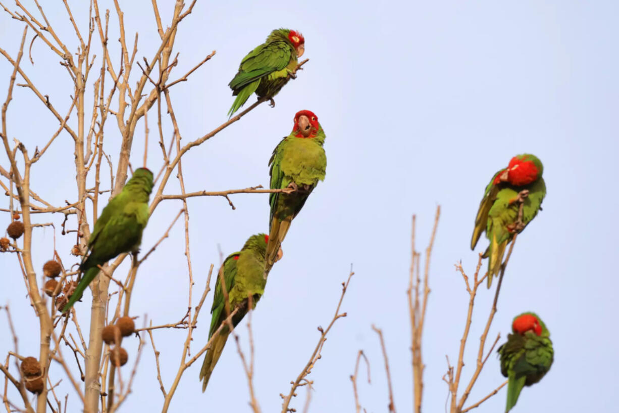 Seasonal parrots gather in a roost in Temple City, Calif., in January 2023.