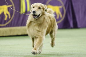 The golden retriever was Seattle's most popular dog breed in 2023, according to the American Kennel Club, which maintains the United States’ oldest purebred canine registry.