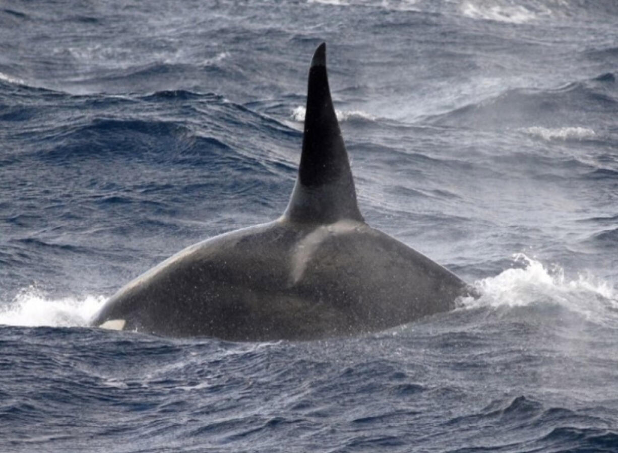 Adult male oceanic killer whale OCX012 diving to feed on a successful predation event involving a pygmy sperm whale.