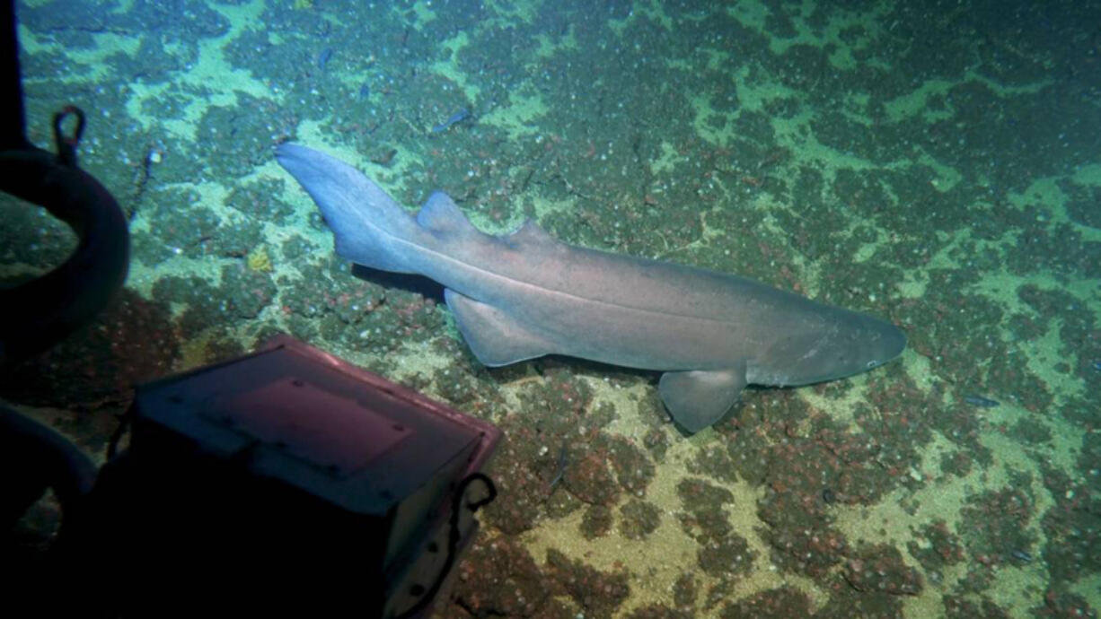 A prickly shark, or Echinorhinus cookei, swims along the ocean floor.