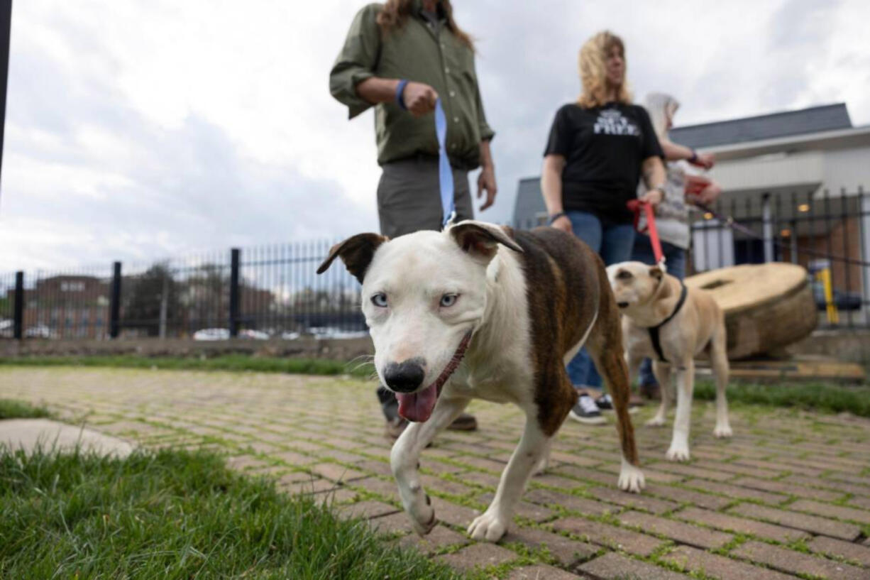 Members of SPARK Ministries take foster dogs for a walk March 14 at Millstone Park in Richmond, Ky. SPARK Ministries works to remove barriers for people who are recovering from addiction.