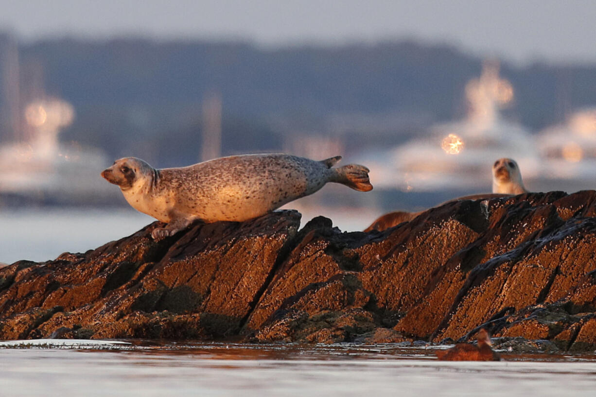 Harbor seals keep watch July 30, 2020, from a small island off Portland, Maine. The problem of bird flu jumping from birds to marine mammals, such as seals, is worse than initially thought, scientists say. (Robert F.