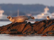 Harbor seals keep watch July 30, 2020, from a small island off Portland, Maine. The problem of bird flu jumping from birds to marine mammals, such as seals, is worse than initially thought, scientists say. (Robert F.