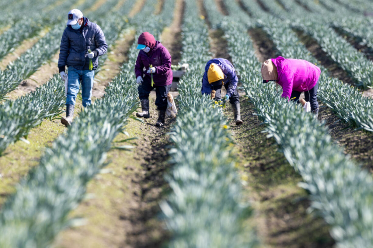 Farmworkers pick daffodils March 15 in a field just off Best Road in Skagit County near Mount Vernon.