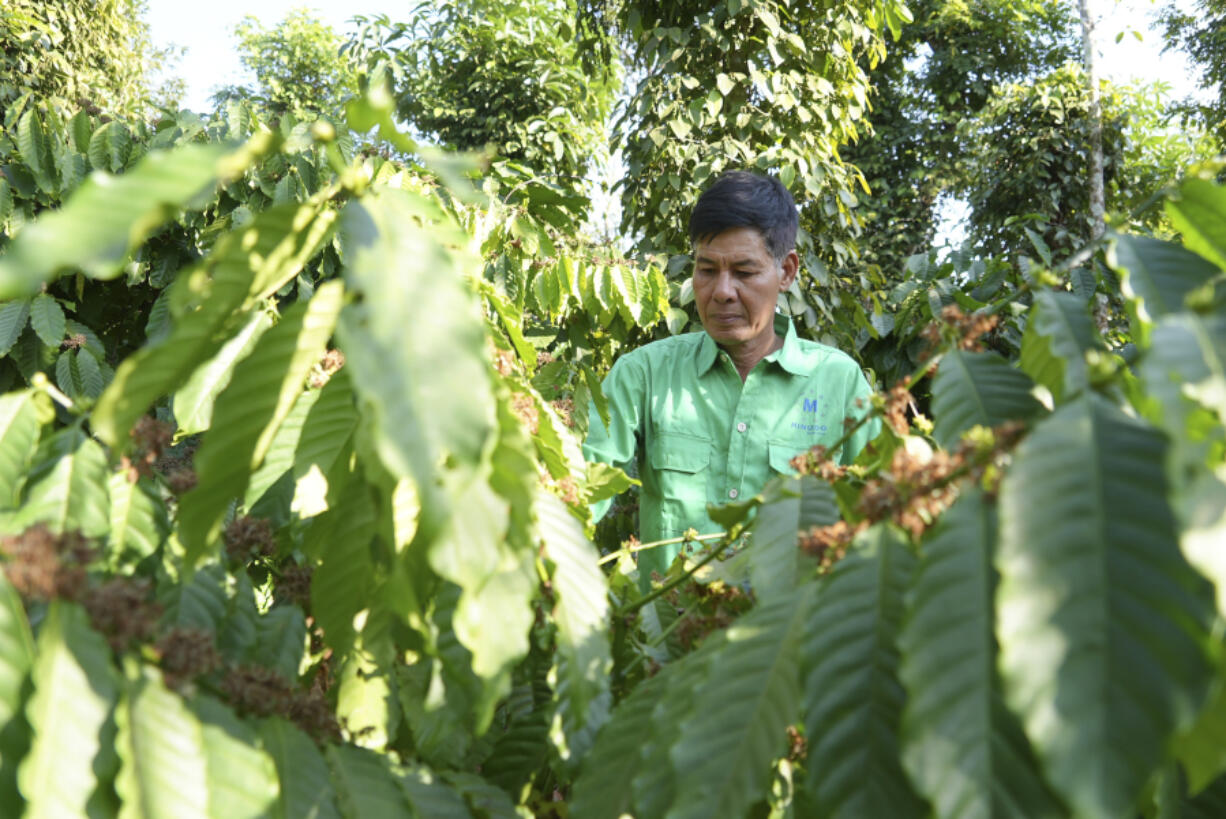 Farmer Le Van Tam tends coffee plants at a coffee farm Feb. 1 in Dak Lak province, Vietnam.