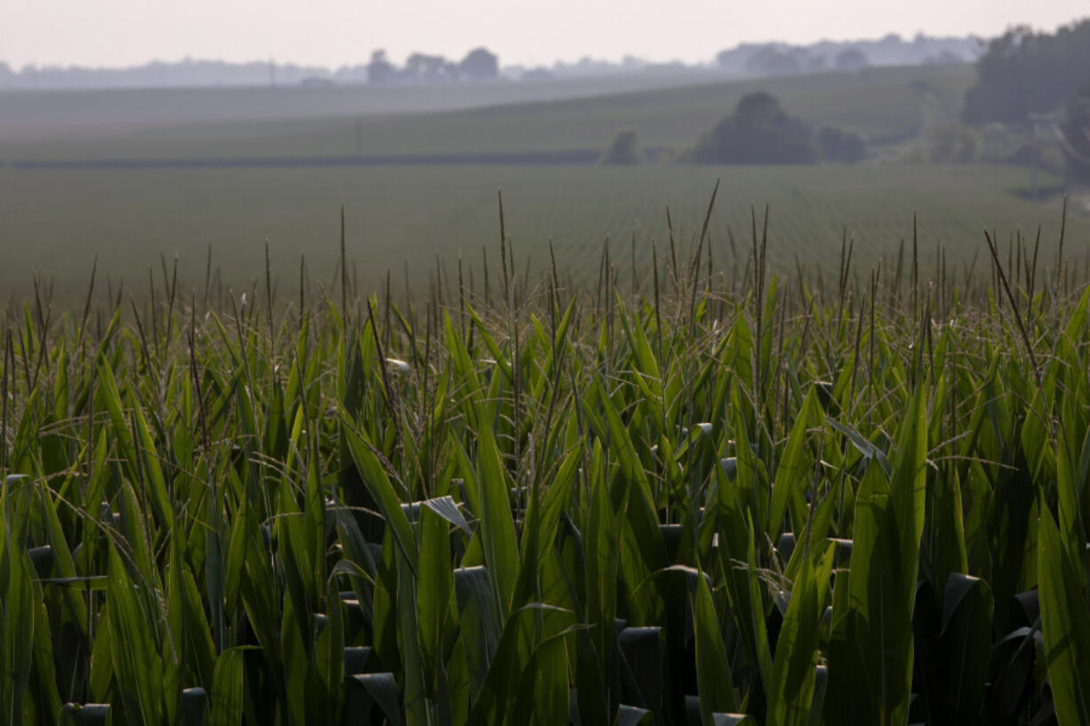 A cornfield rises Aug. 3, 2021, in Dyersville, Iowa.
