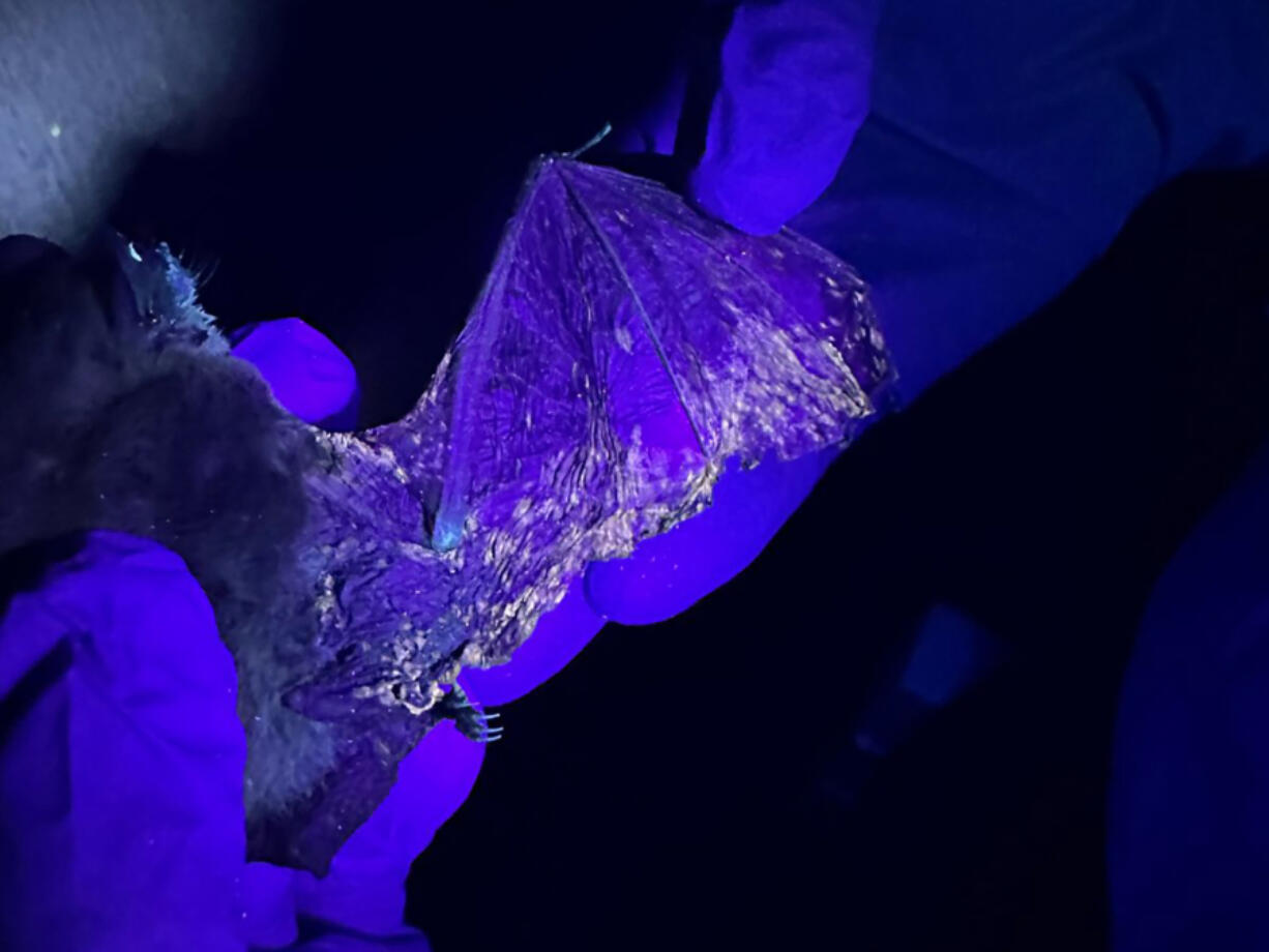 The little brown bat&rsquo;s wing fluoresces in yellow-orange due to the fungus that causes white-nose syndrome.
