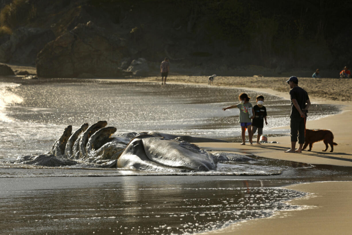 The decomposing carcass of a gray whale draws the attention of visitors at Muir Beach, in San Francisco, in April 2021.