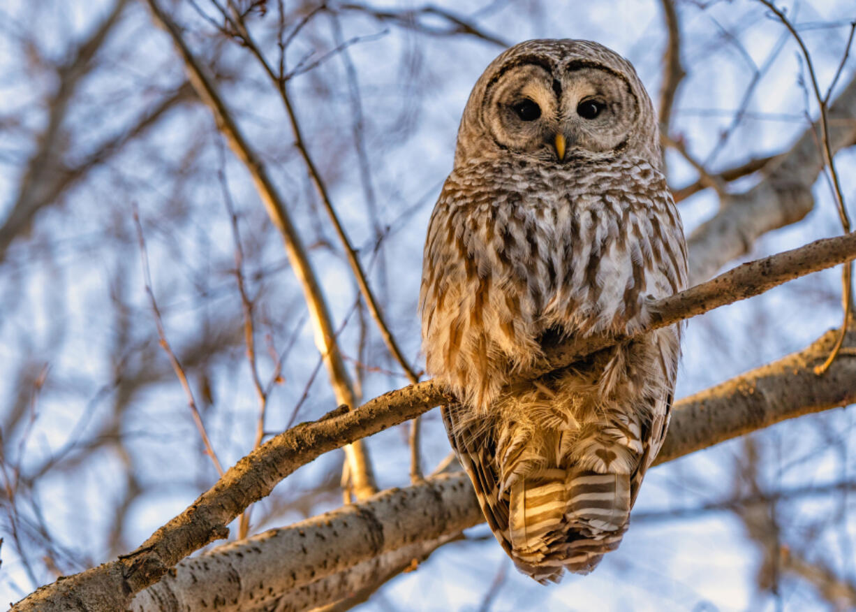 A barred owl seen in the trees along the Deschutes River in Bend, Oregon.
