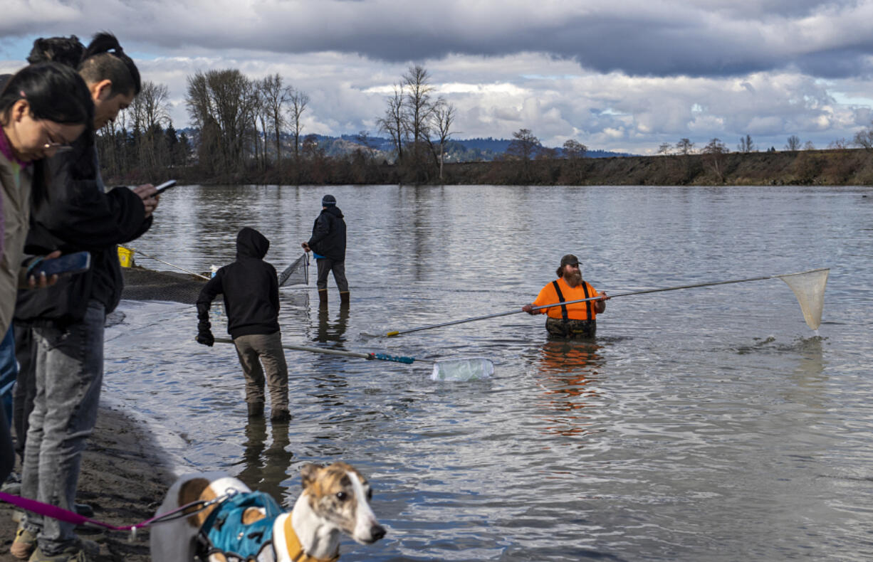 Kevin Woodworth of Vancouver, in orange, joins the crowd along the shores of the Cowlitz River on Tuesday afternoon.