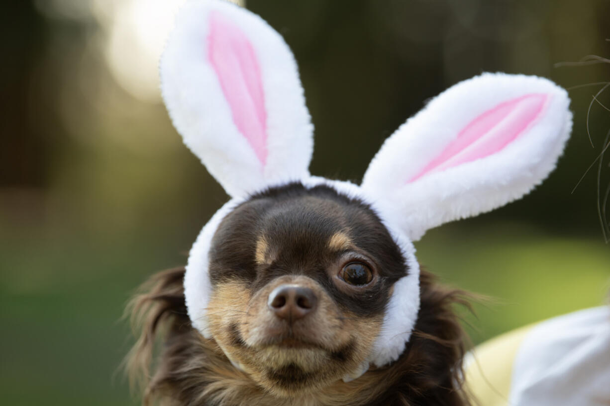 Kona, 3, a long-haired Chihuahua from Hazel Dell, is one of 32 pets recently selected as semi-finalists in the Cadbury Bunny tryouts.
