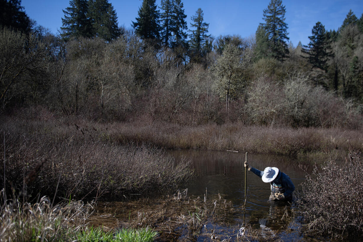 Curtis Helm of the Lower Columbia Estuary Partnership wades carefully through waist-deep water while conducting an amphibian study as part of the fish habitat restoration efforts on East Fork of the Lewis River on Monday.