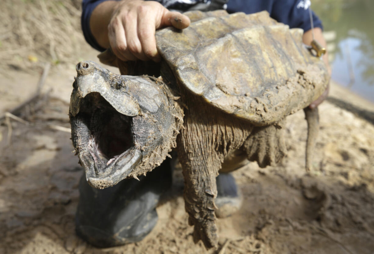 FILE - A male alligator snapping turtle is held after being trapped by the Turtle Survival Alliance-North American Freshwater Turtle Research Group, Saturday, Nov. 24, 2018, as part of the process of tagging turtles. The species is among dozens under consideration for federal protections. The Biden administration on Thursday, March 28, 2024, restored a rule that gives blanket protections to species considered threatened with extinction.